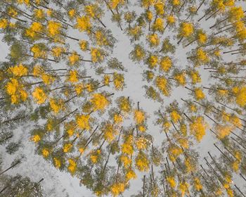 Five Recommended Books on Forest Finance and Owning Timberland