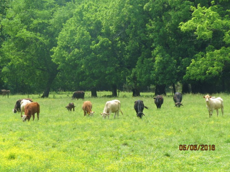 Creek-side Cattle Farm : Sylacauga : Talladega County : Alabama