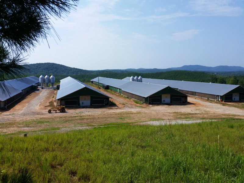 4 Mega House Poultry Farm 175+/- Ac : Heflin : Cleburne County : Alabama