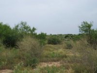 Wolf Springs 51 : Comstock : Val Verde County : Texas