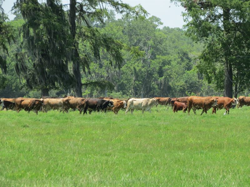 1200+/- Ac Cattle Farm : Houma : Terrebonne Parish : Louisiana