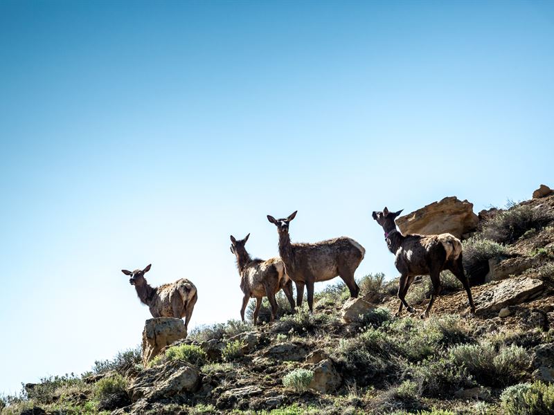 Hunting Property On Unit 16A - Nm : Glenwood : Catron County : New Mexico