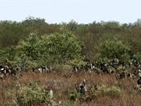 30 Acres South Texas, San Diego : San Diego : Duval County : Texas