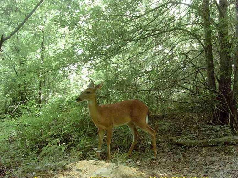 50 Acres of Beautiful Timber LA : Oak Grove : West Carroll Parish : Louisiana