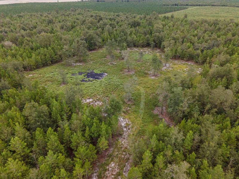 Beautiful Homestead Acreage : Lee : Madison County : Florida