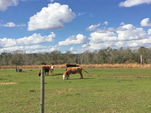 Florida Cattle Ranches for Sale : Page 4 of 5 - ranchflip