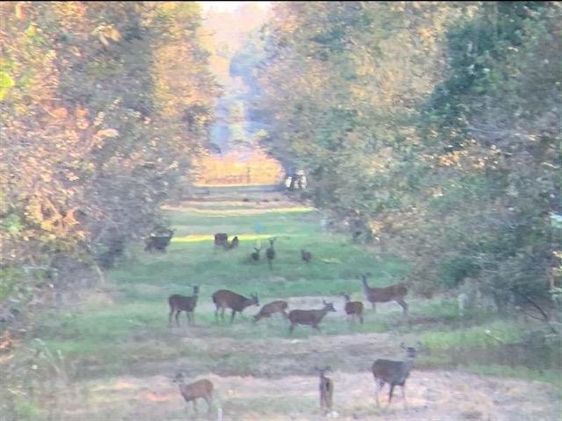 Buck Bayou Hunting Lodge, St Landry : Melville : Saint Landry Parish : Louisiana