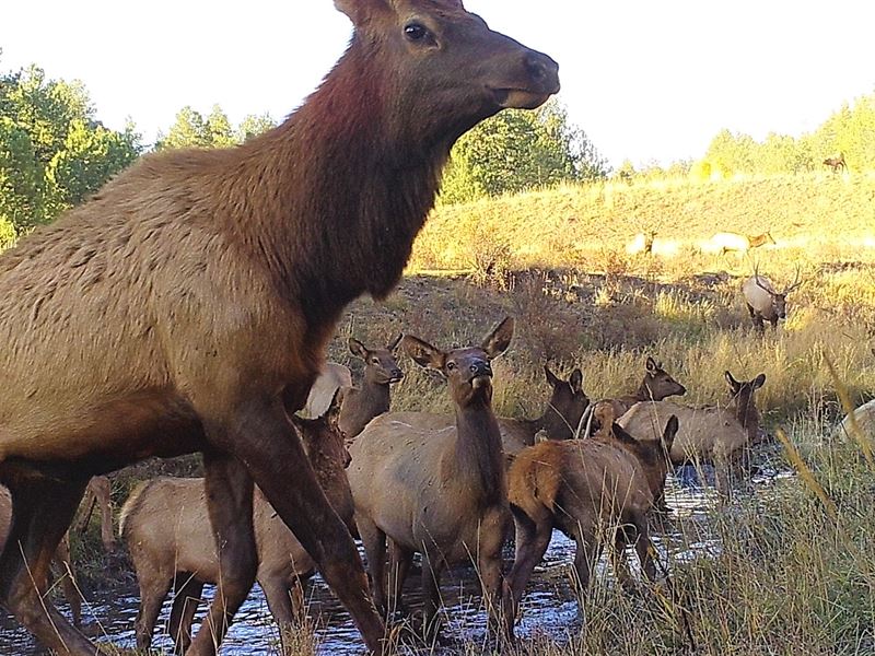 Teller Park Ranch : Florissant : Teller County : Colorado