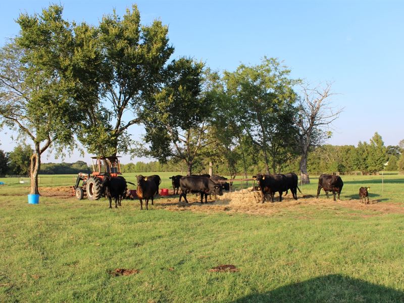 80 East Texas Acres, Working Cattle : Quitman : Wood County : Texas