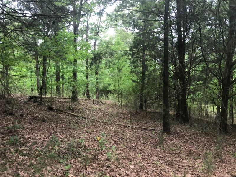 25 Acres In Attala County In Sallis : Ranch for Sale in Sallis, Attala ...