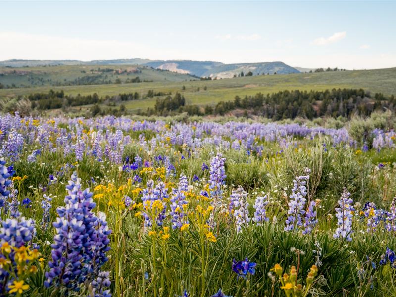 Bighorn Mountain Ranch : Greybull : Big Horn County : Wyoming