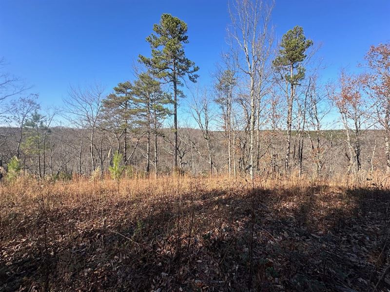 16.08 Acres Wooded Property : South Pittsburg : Marion County : Tennessee