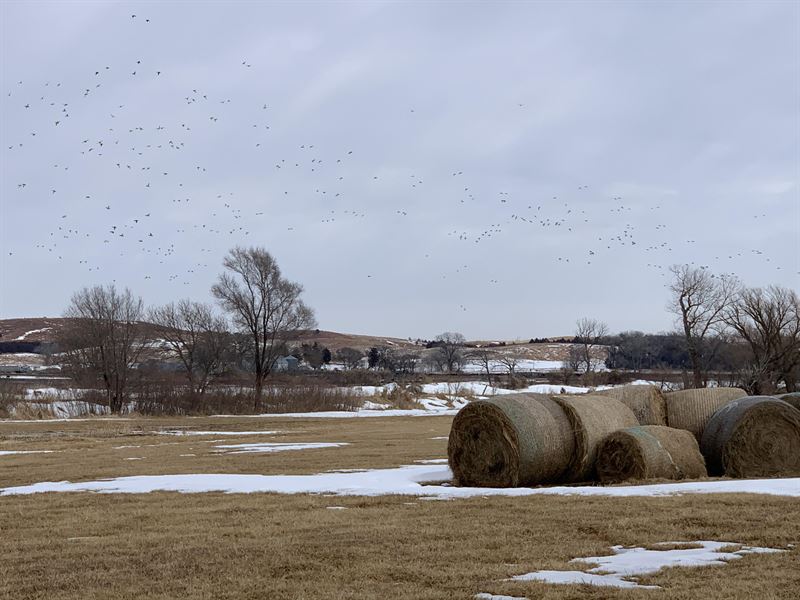 Burwell Waterfowl Meadow : Burwell : Garfield County : Nebraska