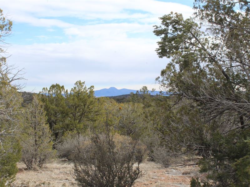 Mountain Acreage Wildlife Seligman, Ranch for Sale in Arizona, #230593 ...