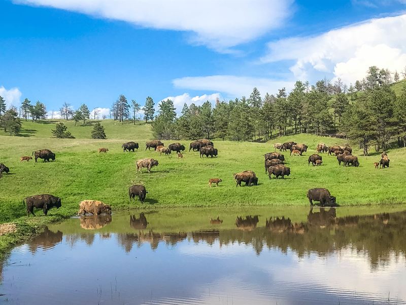 Wishbone Grazing Ranch : Edgemont : Fall River County : South Dakota