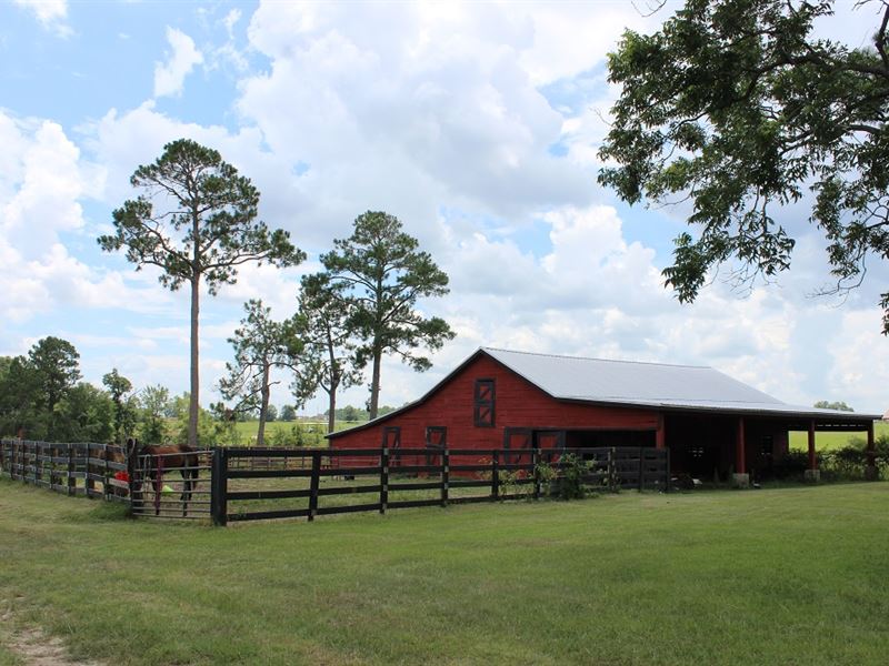 Cattle or Horse Ranch : Abbeville : Wilcox County : Georgia