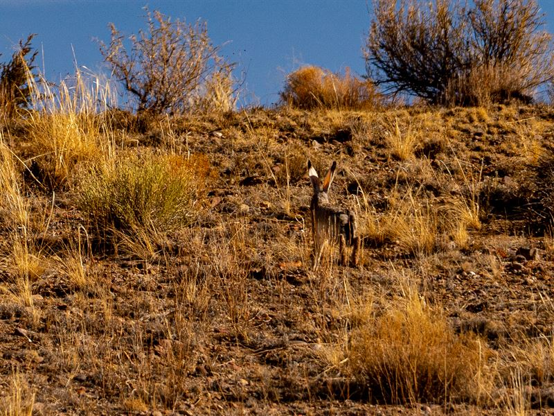 Amazing Witch Well Lot : Saint Johns : Apache County : Arizona