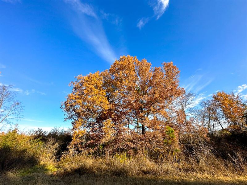 181 Acres, Maya 1004 Tract 13 : De Kalb : Bowie County : Texas