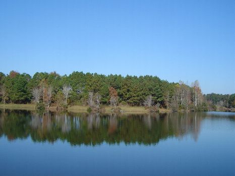 Perfect 450 Acre Hunt Camp : Union Springs : Bullock County : Alabama