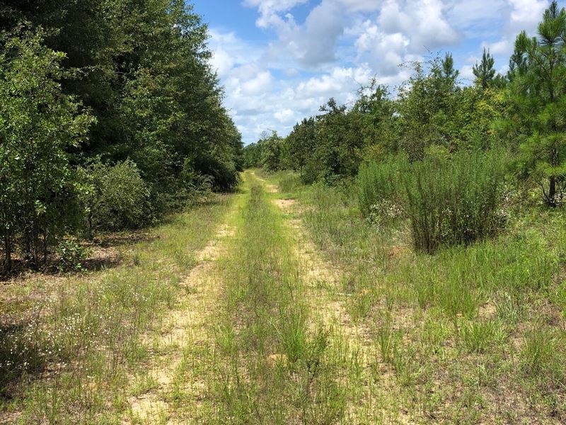 Buckeye Road Tract : East Dublin : Laurens County : Georgia