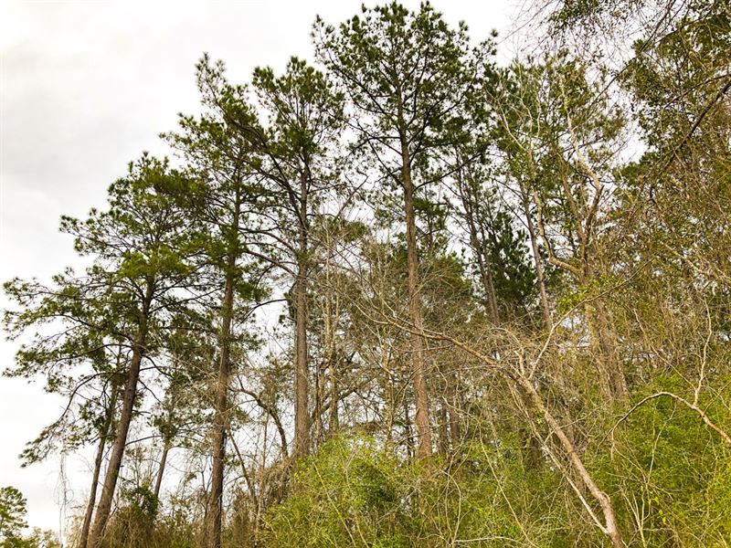 13 Acres, T-9 Spurger Pines : Spurger : Tyler County : Texas