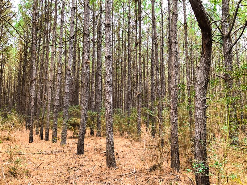 35 Acres, T-11 Spurger Pines : Spurger : Tyler County : Texas