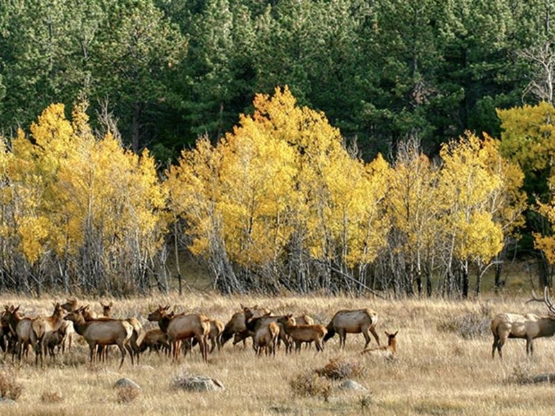 San Juan View Ranch : Montrose : Montrose County : Colorado