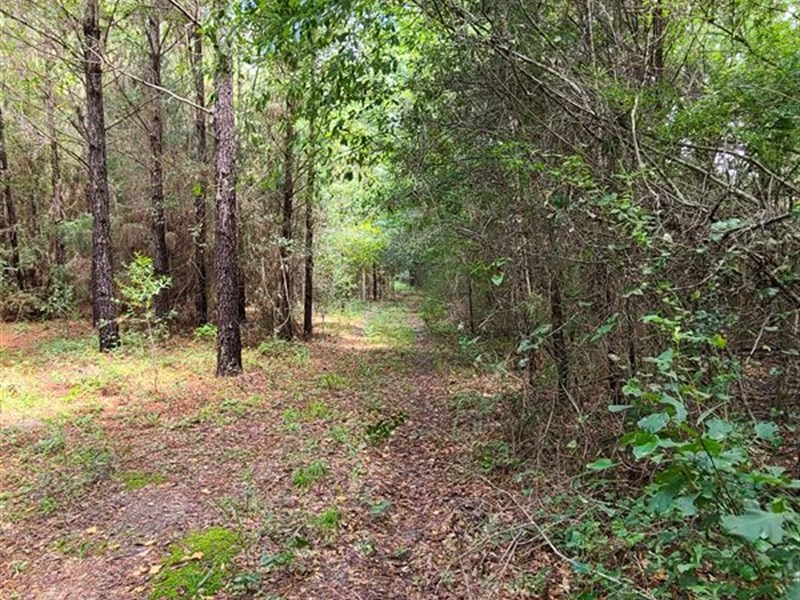 Mature Timber on The Creek : Elba : Coffee County : Alabama