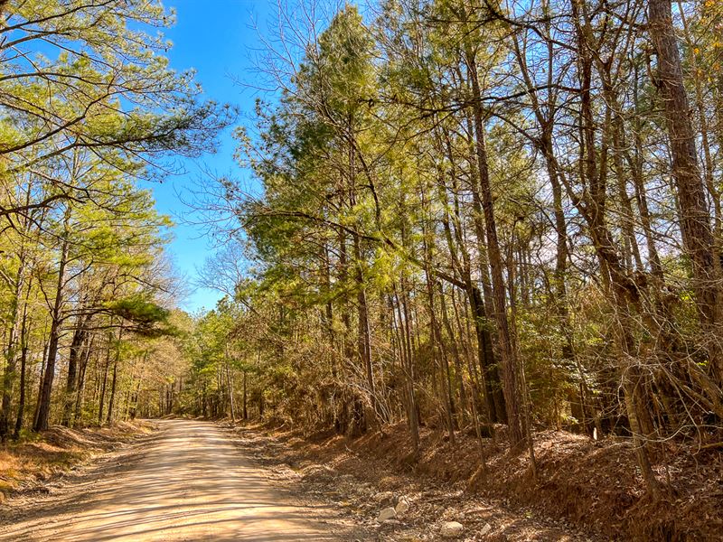 22 Acres, Paces Creek T3077-14 : Corrigan : Polk County : Texas