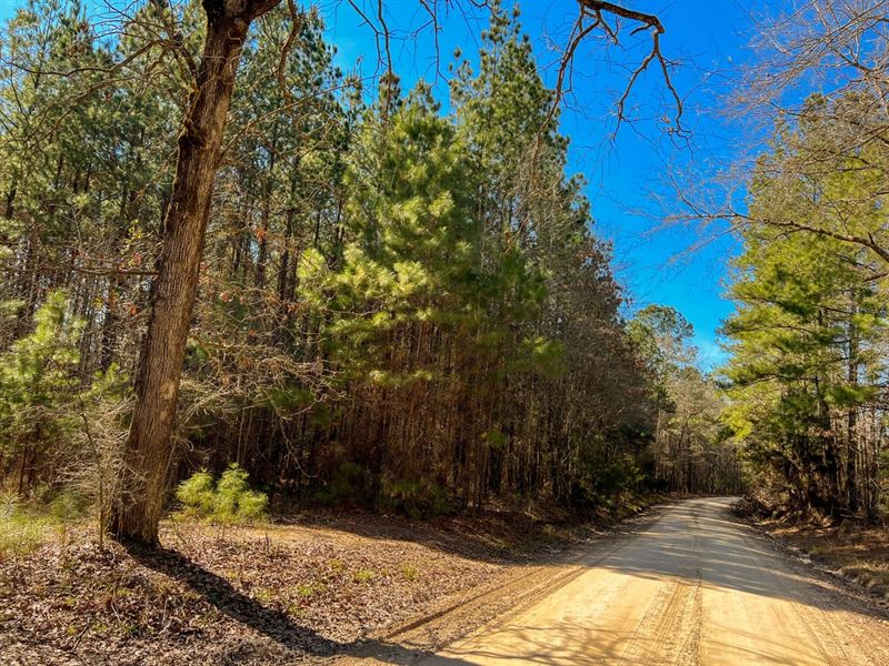 55 Acres, Paces Creek T3076-10 : Corrigan : Polk County : Texas