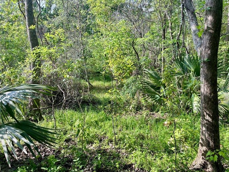 380 Acres of Fine Hardwood Hunt : Patterson : Saint Mary Parish : Louisiana