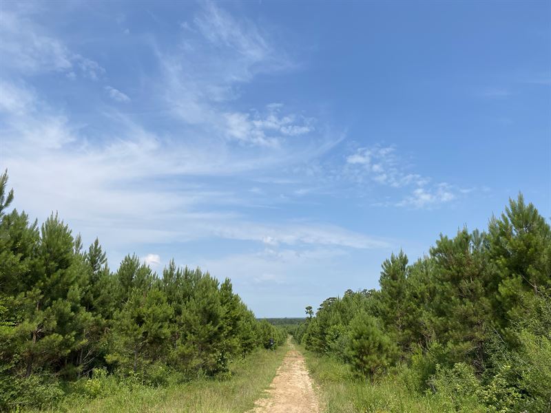 134 Acres, T-2 Red Hollow : Leggett : Polk County : Texas