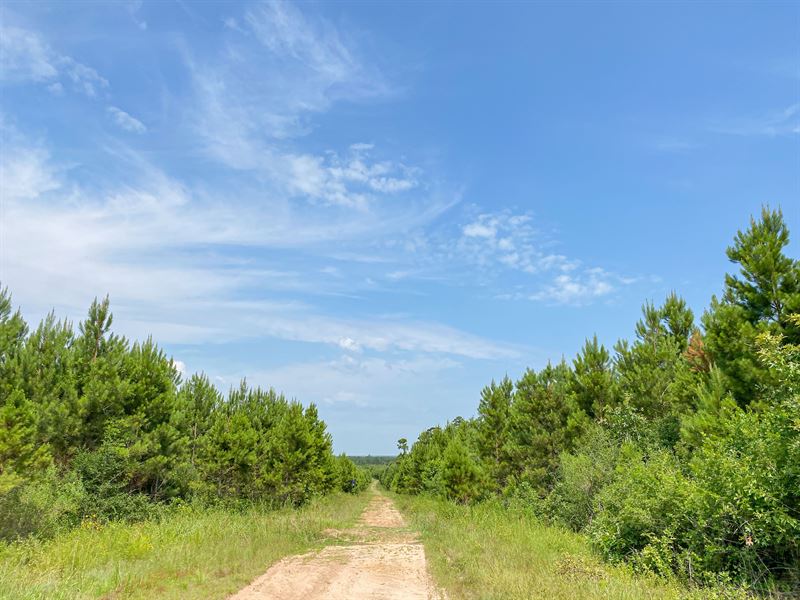 488 Acres, T-12 Red Hollow : Leggett : Polk County : Texas