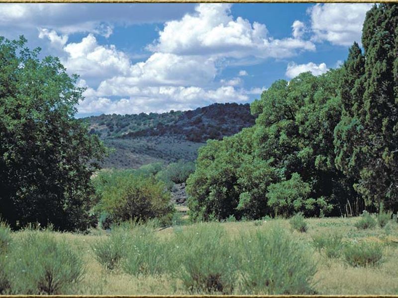 36 Acre Northern Arizona Homesteads : Saint Johns : Apache County : Arizona