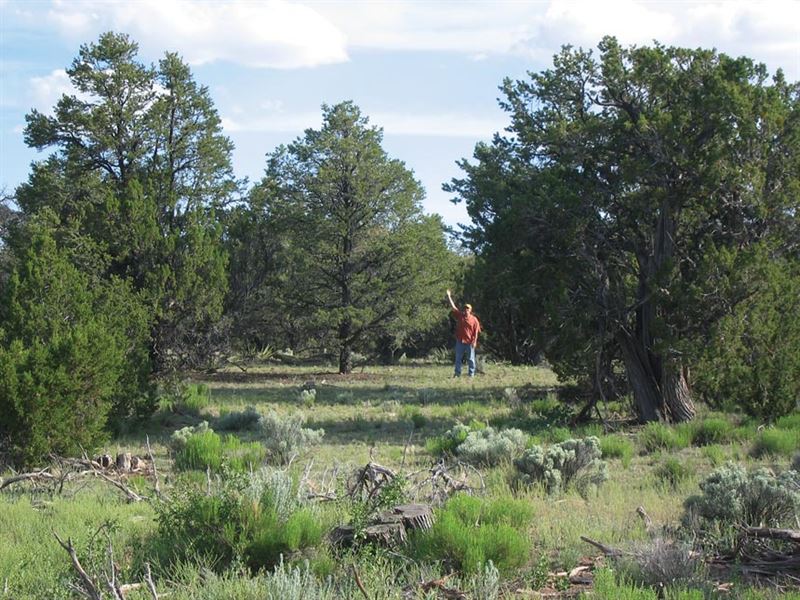 Arizona's Best Selection of Land : Saint Johns : Apache County : Arizona