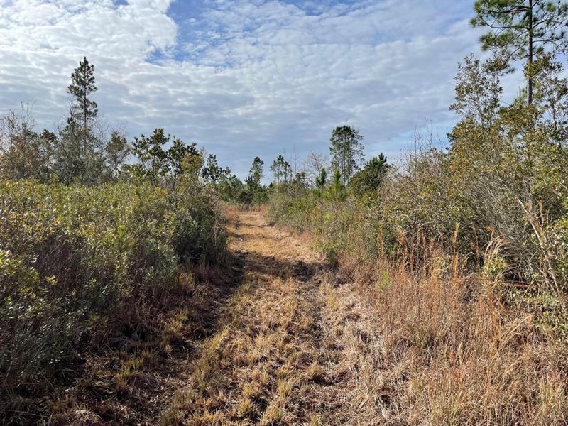 378.82 Acre Hunting Timber Tract : Ranch for Sale in Manor, Ware County ...