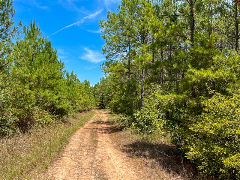 451 Acres, The Game Preserve : Huntsville : Walker County : Texas