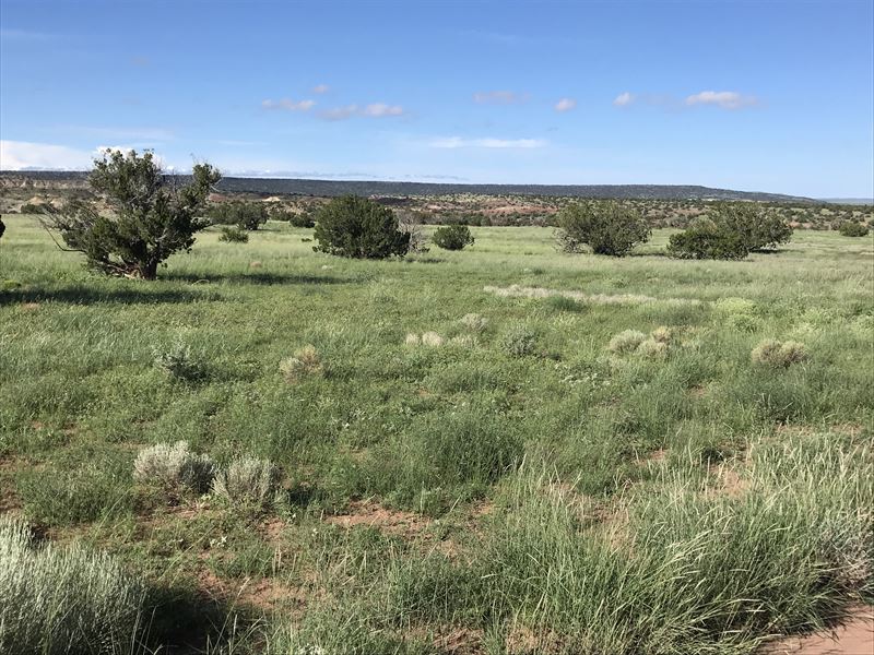 36 Acre Wilderness Mesa Top Retreat : Saint Johns : Apache County : Arizona