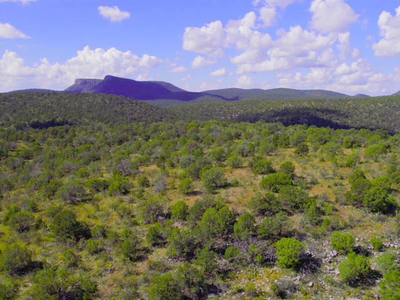 Tree Filled Mtn Views by State Land : Seligman : Yavapai County : Arizona