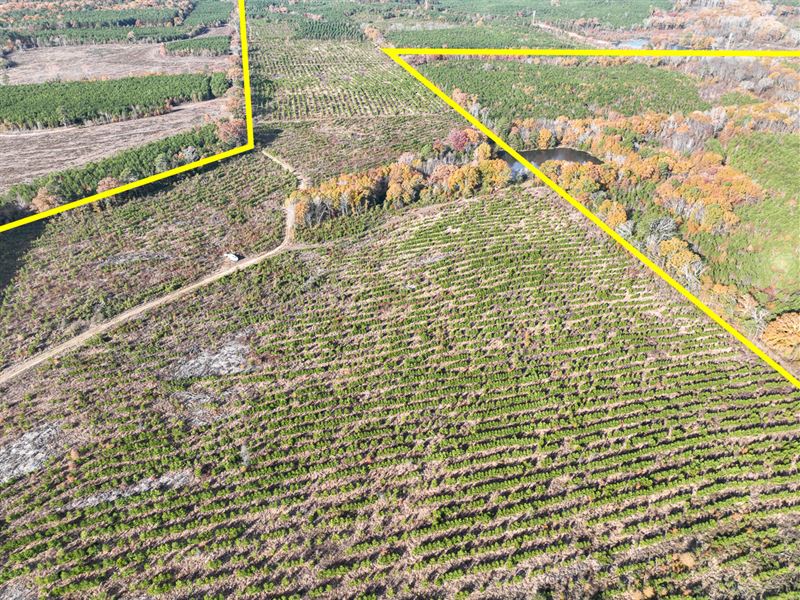 433 Acres, CR 3201, Maya 1008 : Daingerfield : Morris County : Texas