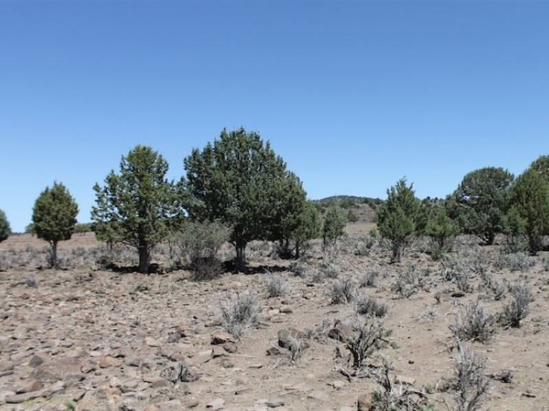 40 Acres in Lassen County, CA : Madeline : Lassen County : California