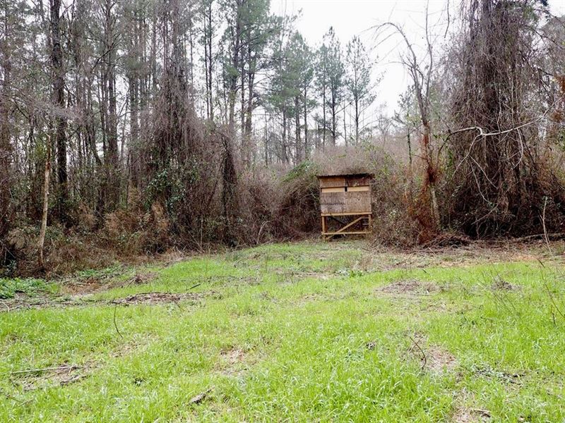 Small Acreage Hunting Property : Liberty : Amite County : Mississippi