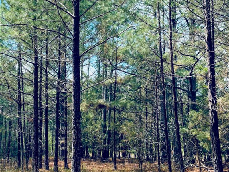 32 Acres in Union County : Carlisle : Union County : South Carolina