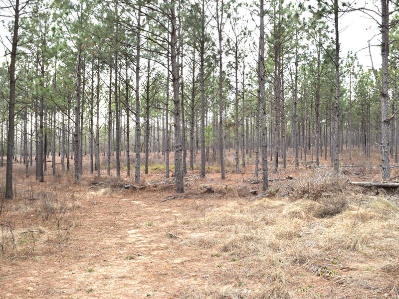 Marion County Timber & Hunting : Buena Vista : Sumter County : Georgia