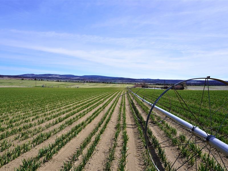 Baldwin Farm : Madras : Jefferson County : Oregon