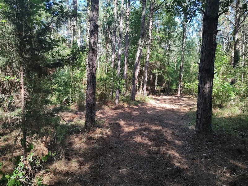 County Road 3316, 20 Acres : Troy : Pike County : Alabama