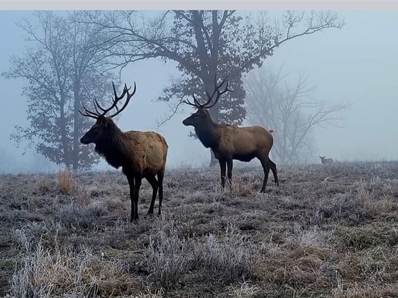 Ozark Valley Elk Estate : Stover : Morgan County : Missouri