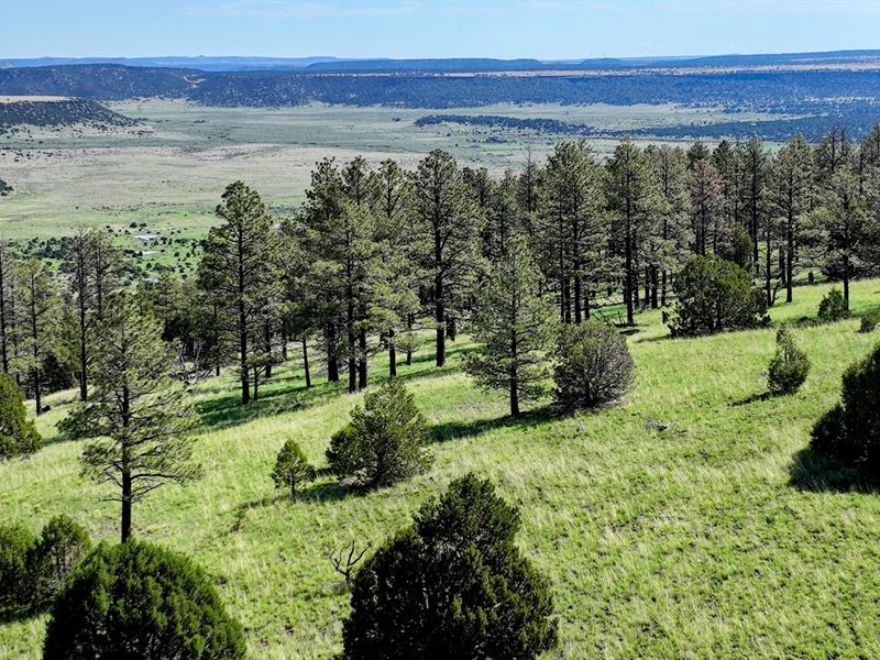 Heavily Forested Wilderness Ranch : Nutrioso : Apache County : Arizona