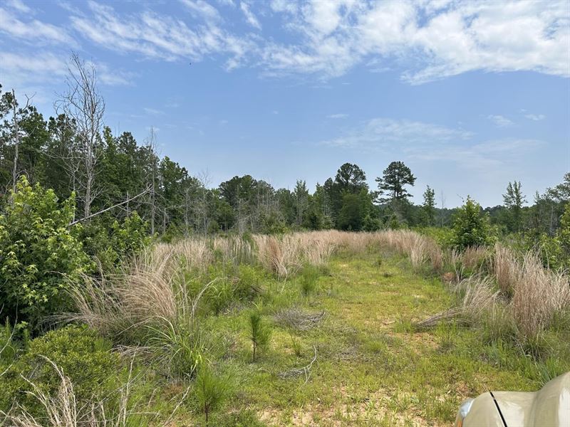 32 Acres in Dallas County, Alabama : Minter : Dallas County : Alabama