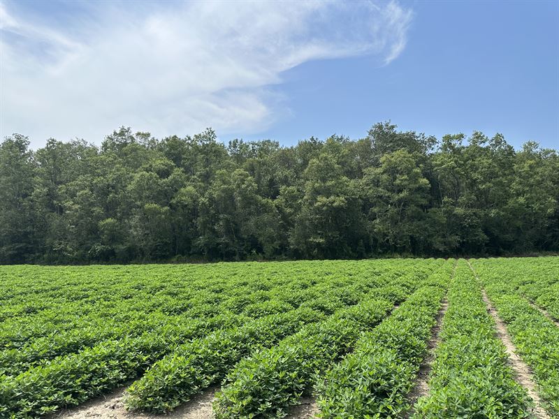 Highway 99 Farm : McDavid : Escambia County : Florida